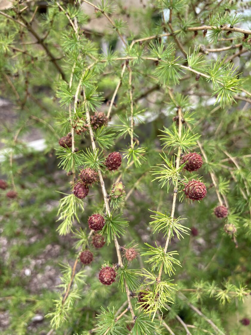 Eiropas lapegle ( Larix decidua) 200-250