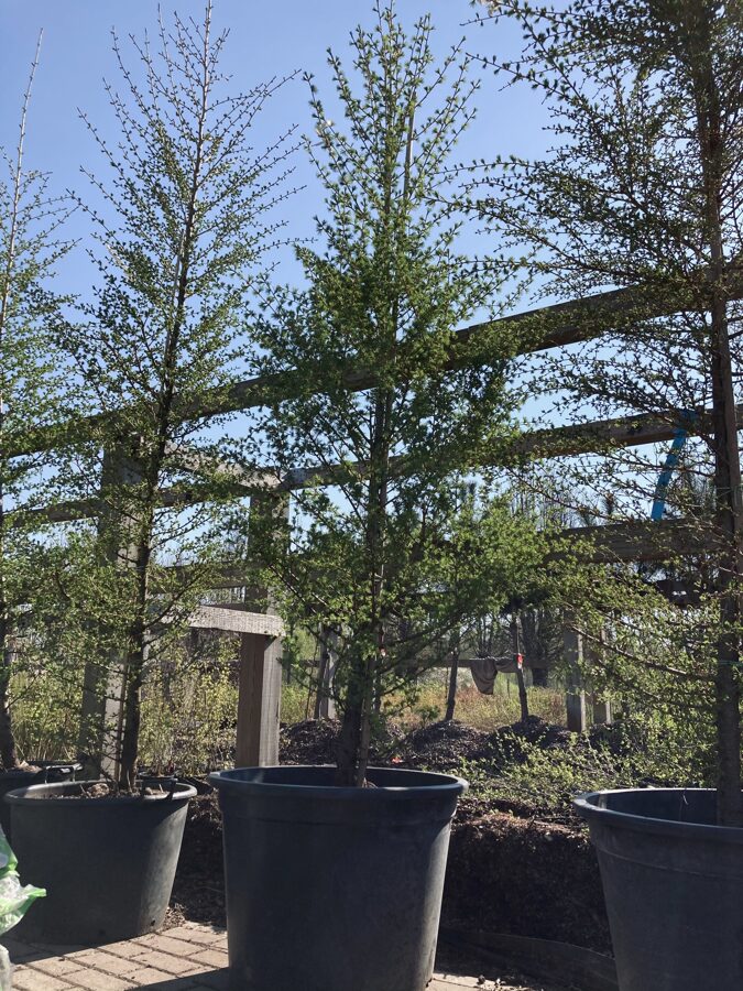 Eiropas lapegle ( Larix decidua) 200-250