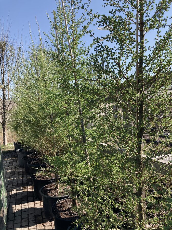 Eiropas lapegle ( Larix decidua) 200-250