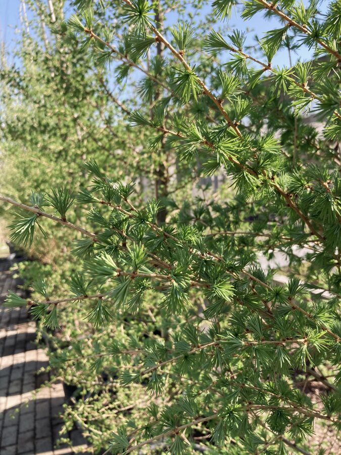 Eiropas lapegle ( Larix decidua) 200-250