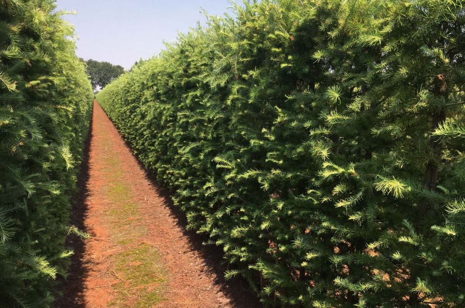Eiropas lapegle ( Larix decidua) 200-250