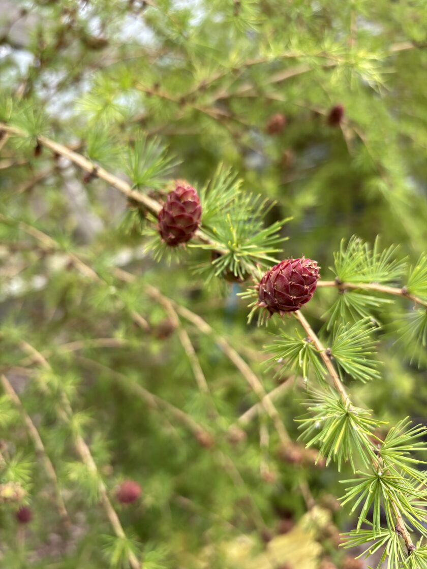Eiropas lapegle ( Larix decidua) 200-250