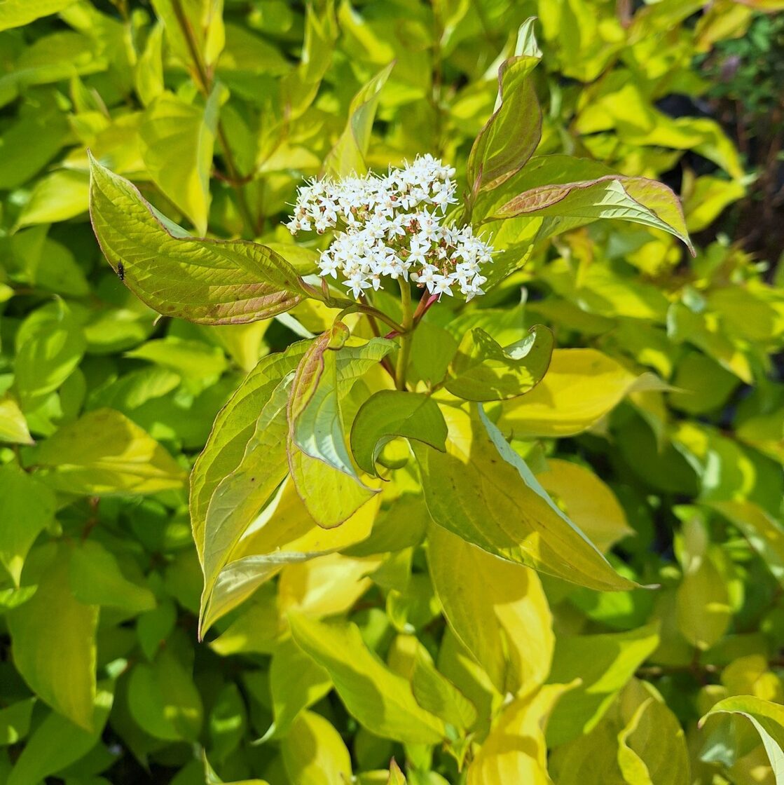 Baltais grimoinis (Cornus alba 'Aurea')