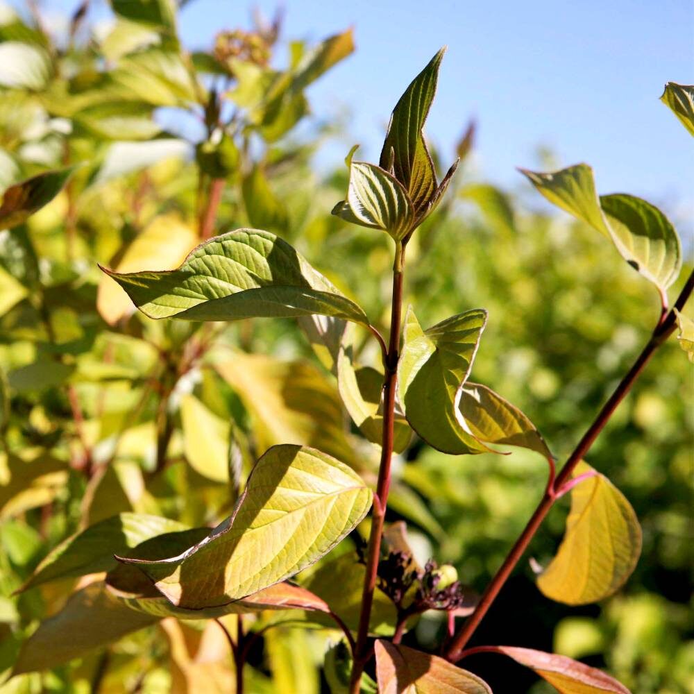Baltais grimoinis (Cornus alba 'Aurea')