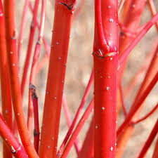 Baltais grimoinis (Cornus alba 'Aurea')