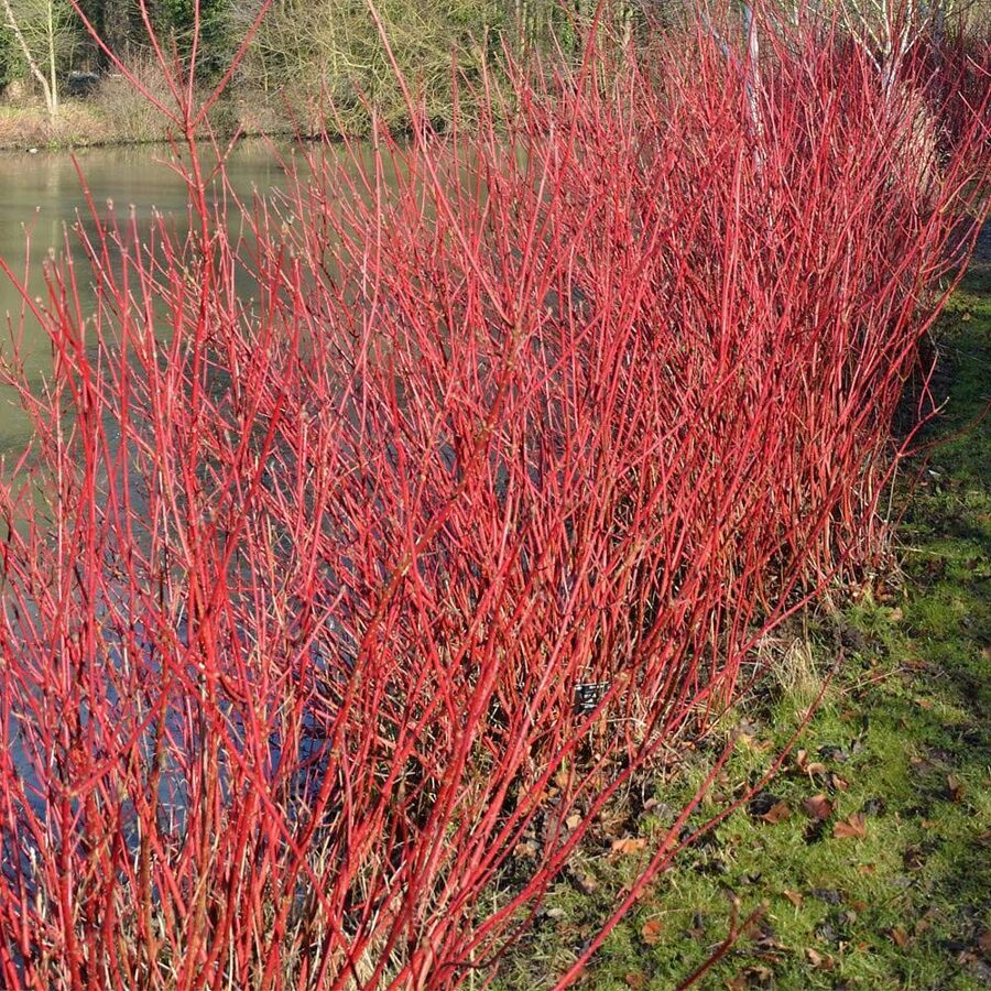 Baltais grimoinis (Cornus alba 'Aurea')