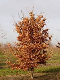 Dižskabārdis parastais (Fagus sylvatica) 60 x 100 x 200