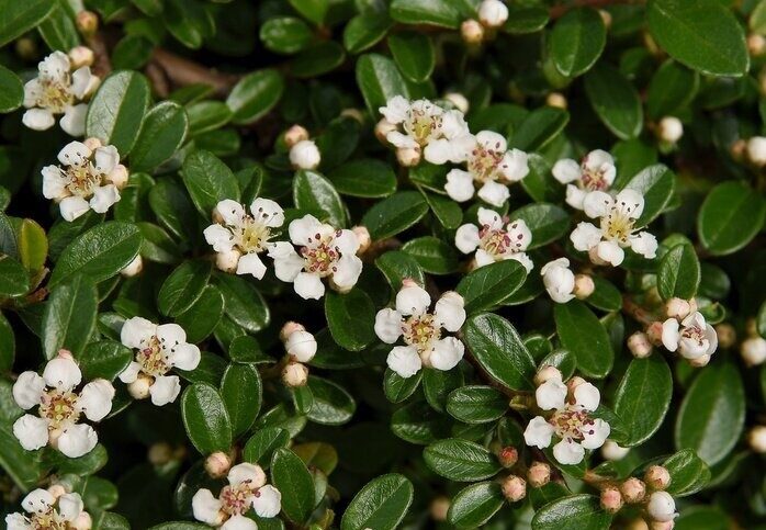 Klajeniskā klintene (Cotoneaster horizontalis) C 1,5