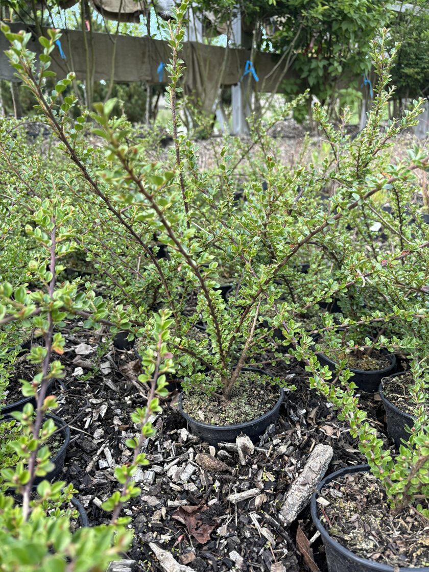 Klajeniskā klintene (Cotoneaster horizontalis) C 1,5