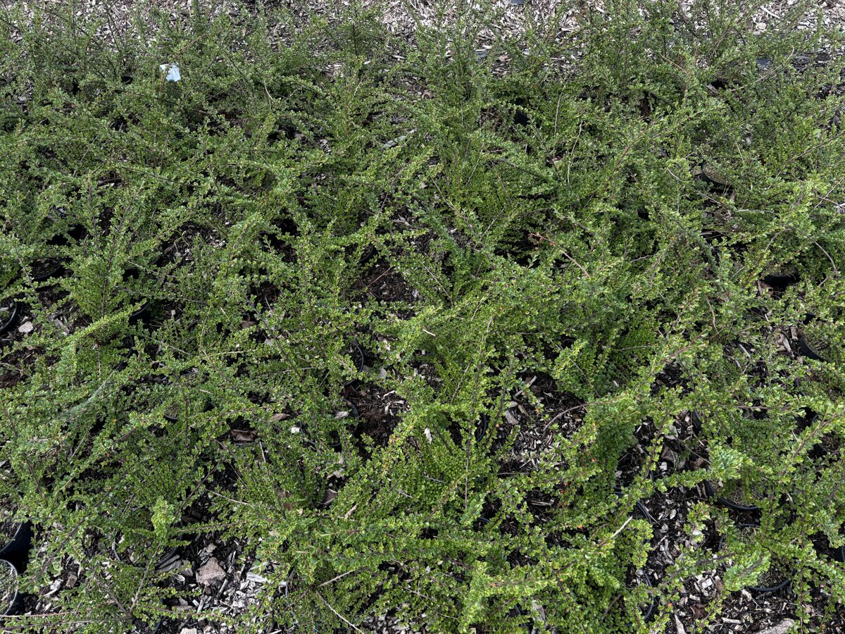 Klajeniskā klintene (Cotoneaster horizontalis) C 1,5