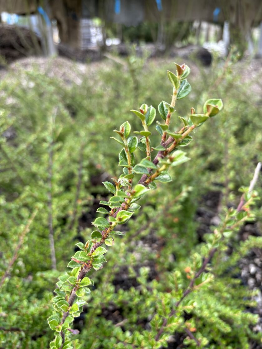 Klajeniskā klintene (Cotoneaster horizontalis) C 1,5