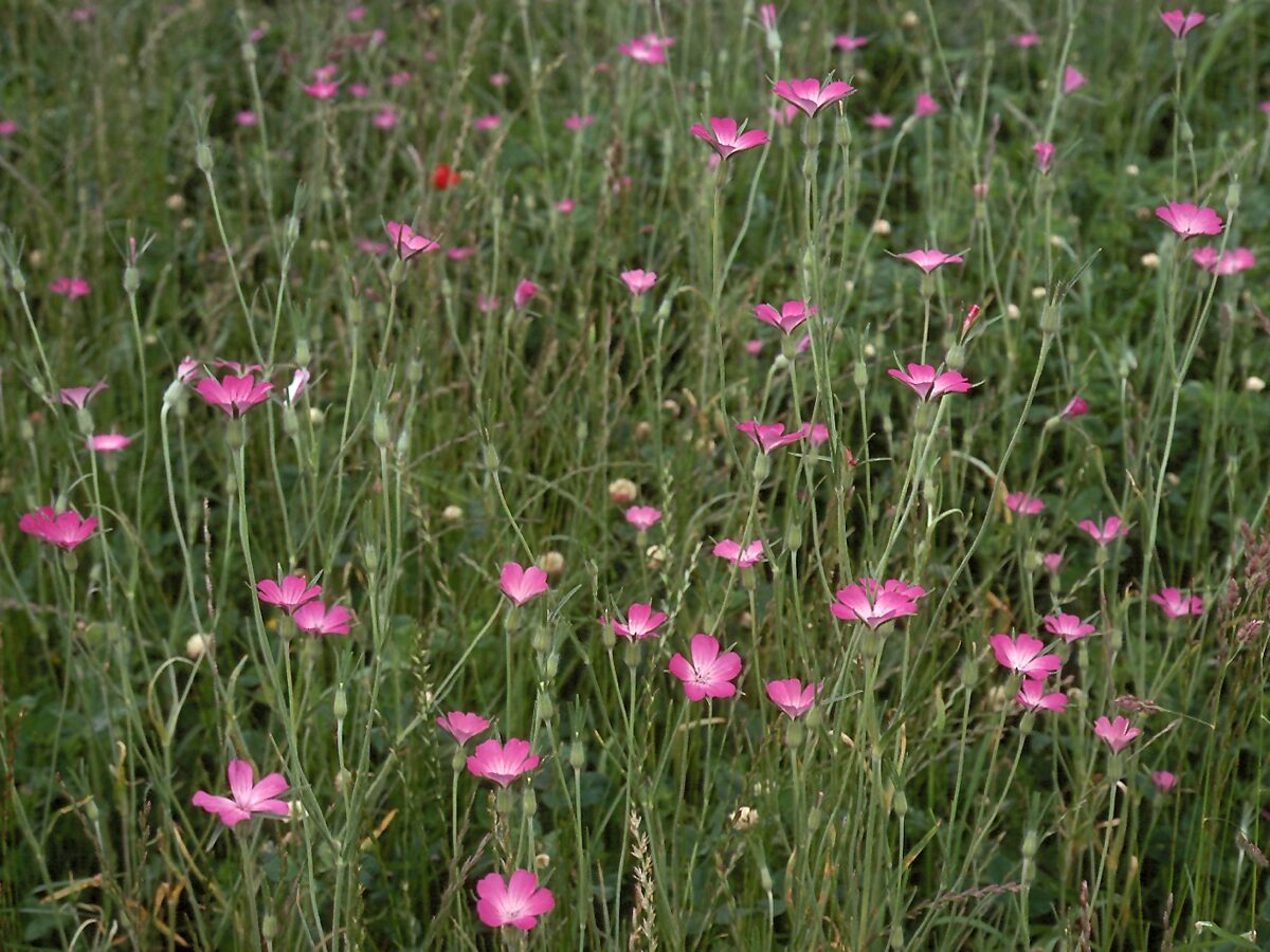 Lauka kokaļa sēkla 10 Gr