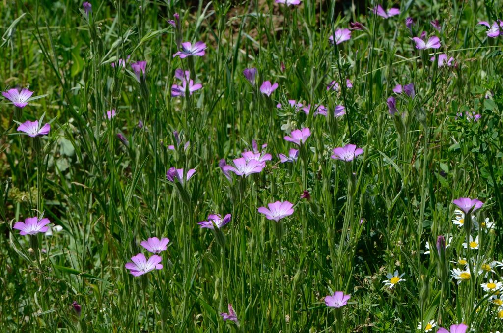 Lauka kokaļa sēkla 10 Gr