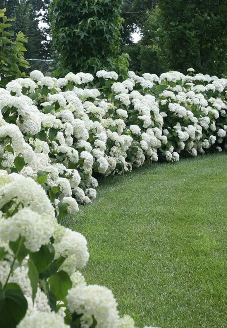 Kūdras substrāts rododendriem 50 L un 250 L