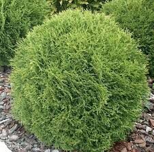 Kūdras substrāts rododendriem 50 L un 250 L