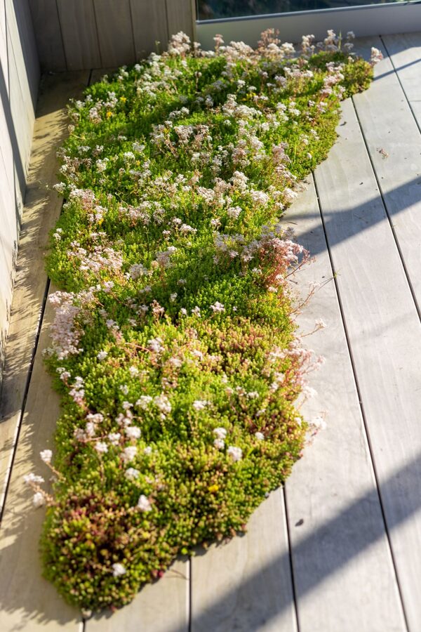 Laimiņu zemsedzes paklājs 60x200cm