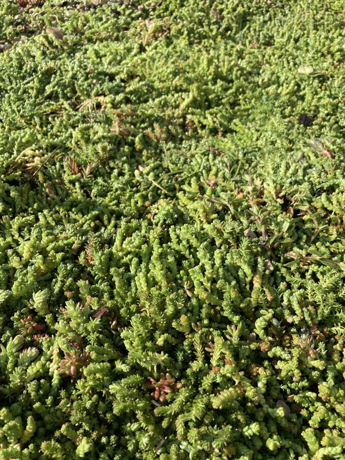 Laimiņu zemsedzes paklājs 60x200cm