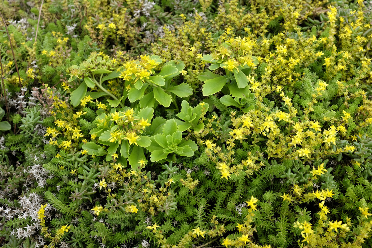 Laimiņu zemsedzes paklājs 60x200cm