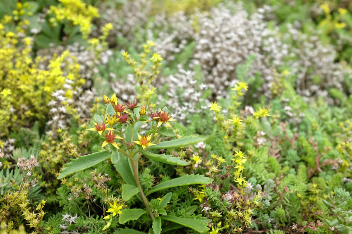 Laimiņu zemsedzes paklājs 60x200cm
