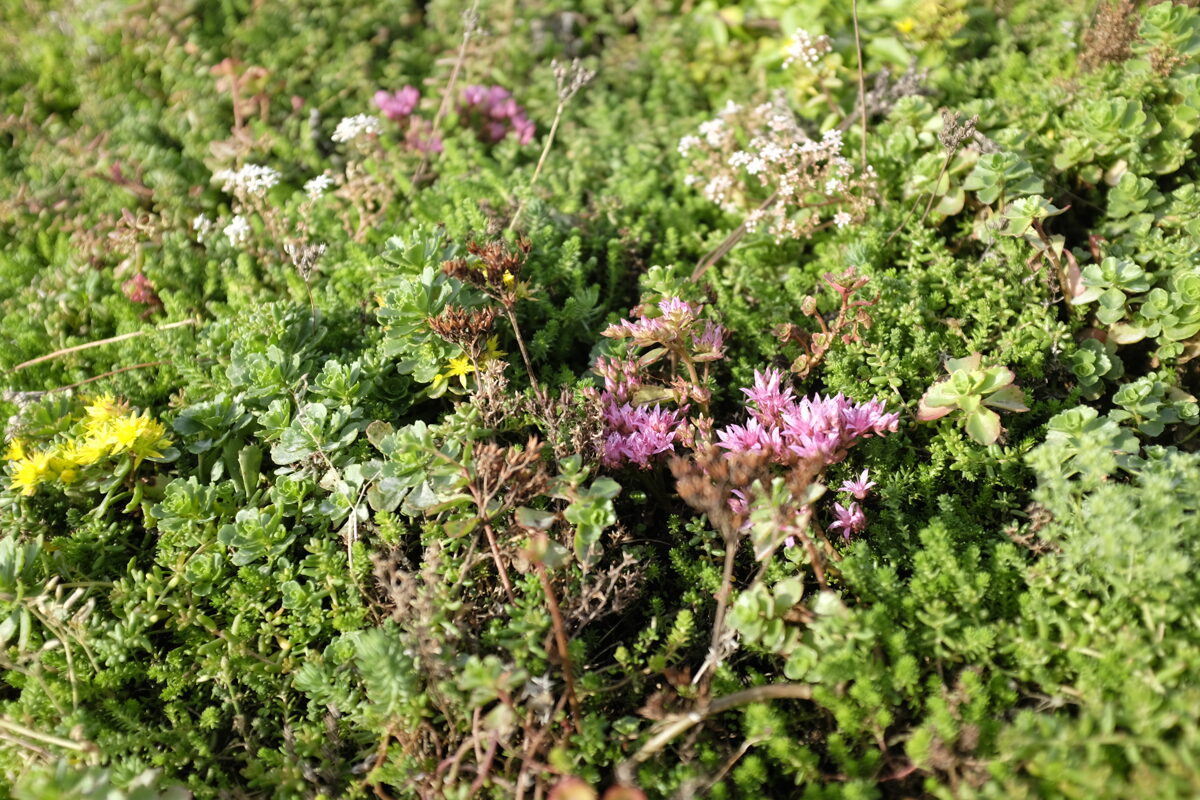 Laimiņu zemsedzes paklājs 60x200cm