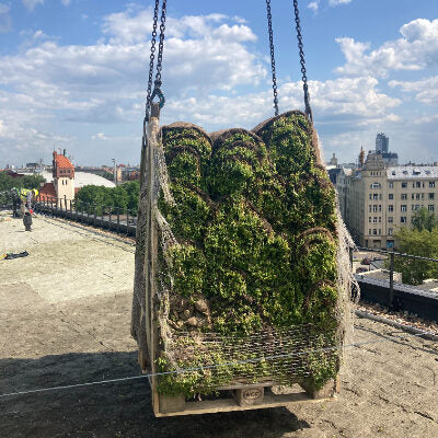 Laimiņu zemsedzes paklājs 60x200cm