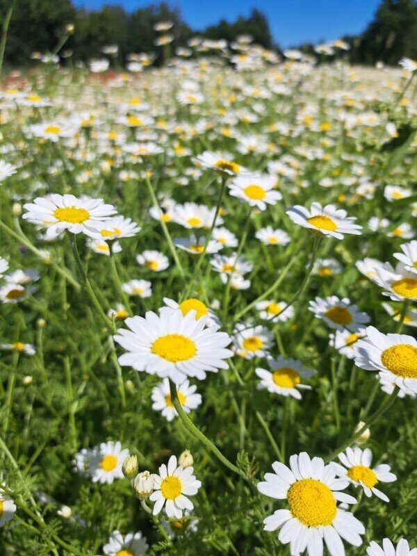 Lauka ilzīte sēkla 5 Gr