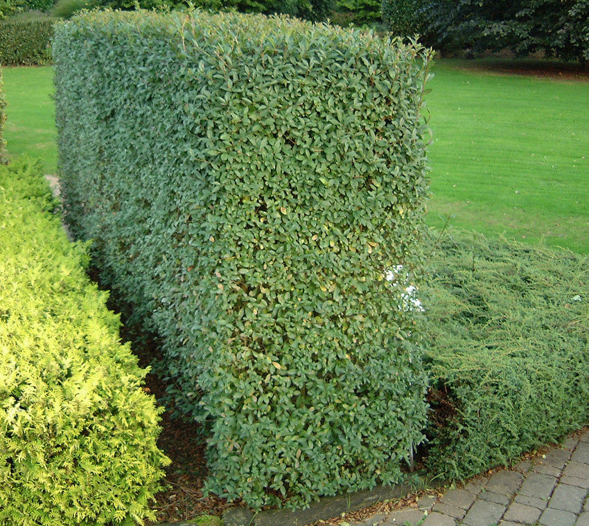 Parastais ligustrs (Ligustrum vulgare 'Atrovirens') 60 x 80 x 200