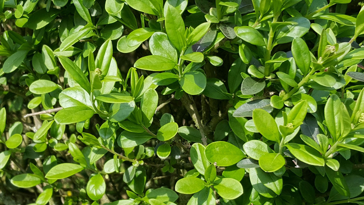 Parastais ligustrs (Ligustrum vulgare 'Atrovirens') 60 x 80 x 200