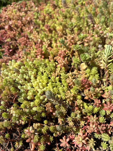 Nordic kasetes zaļajam jumtam 40x60cm