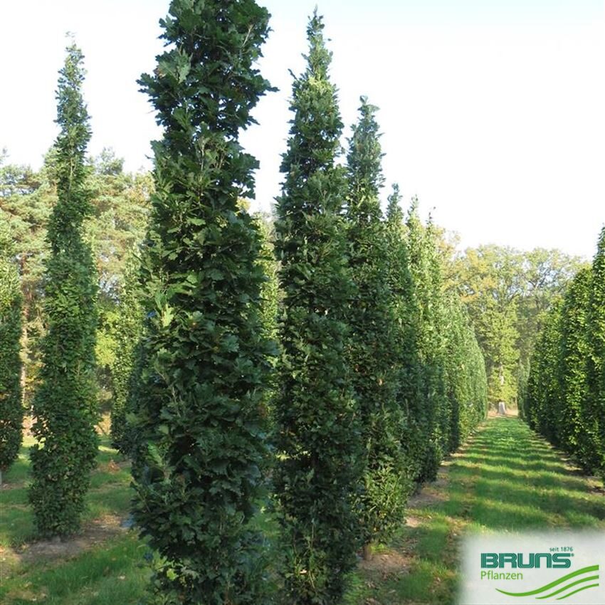 Piramidālie ozoli (Quercus robur 'Fastigiata Koster') 3- 3,5 m