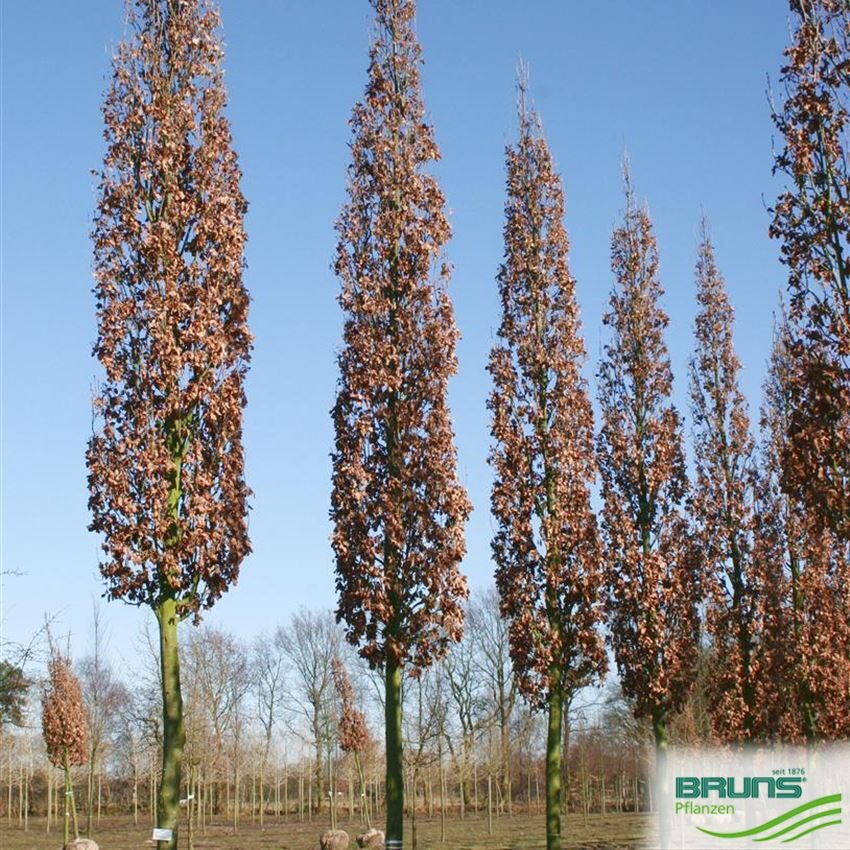 Piramidālie ozoli (Quercus robur 'Fastigiata Koster') 3- 3,5 m