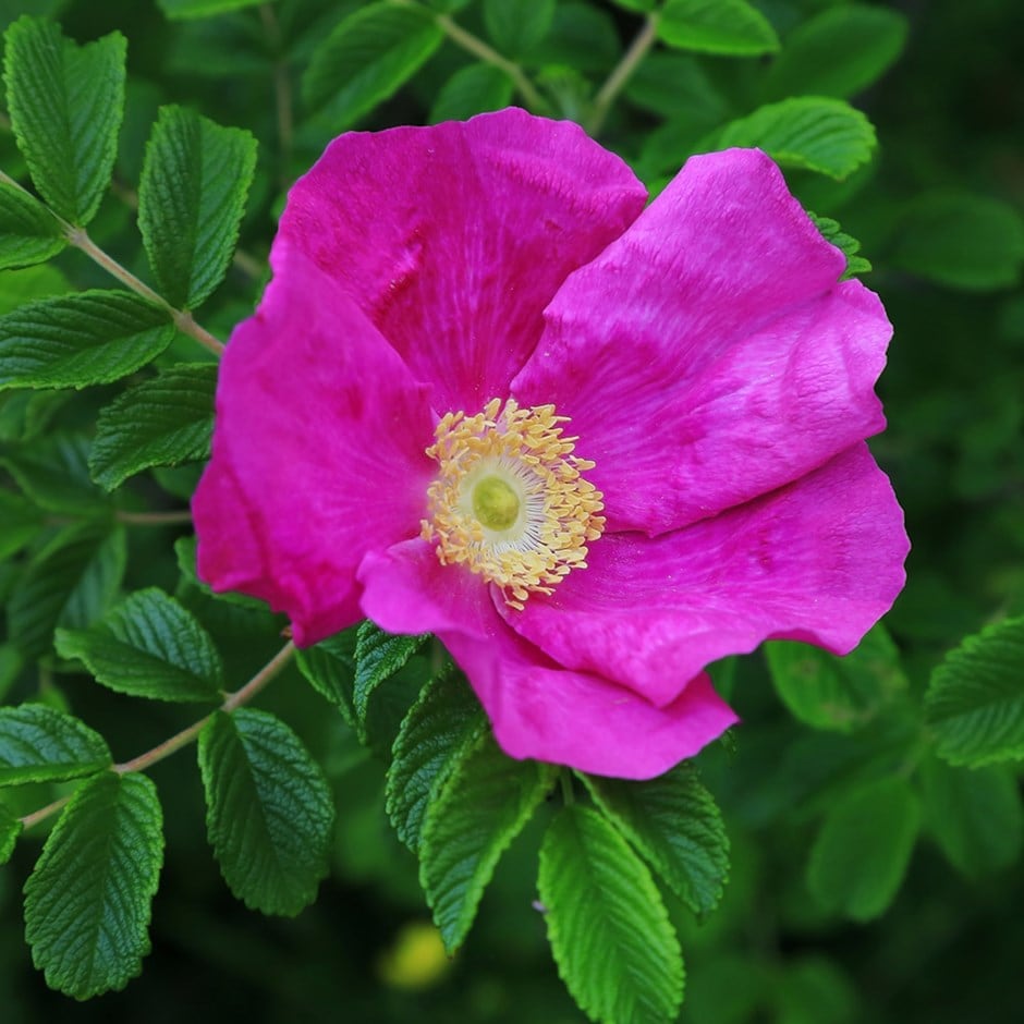 Rievainā roze (Rosa rugosa ‘Rubra’ )