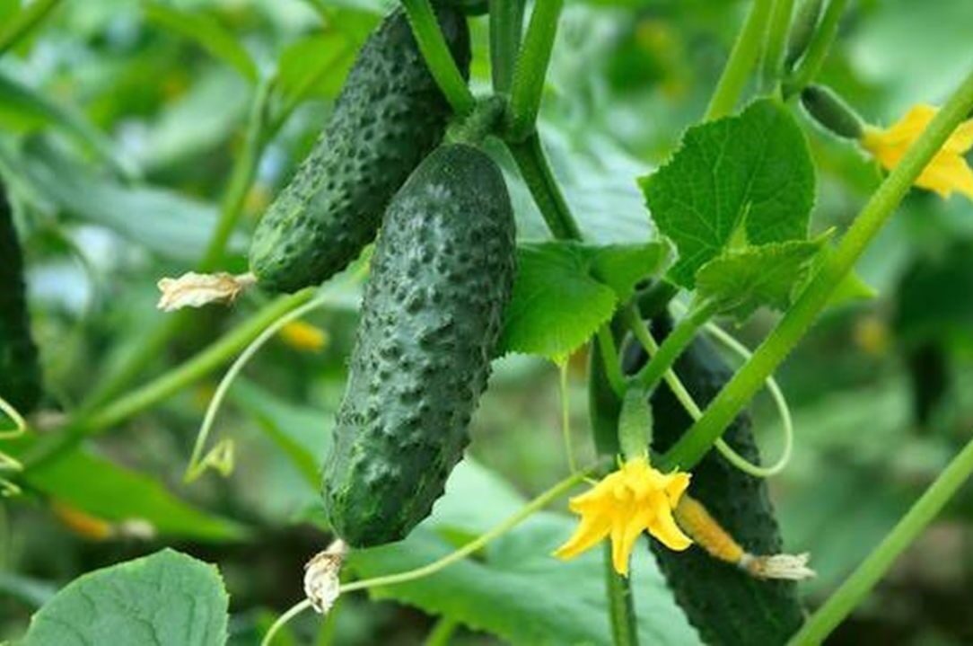 Kūdras substrāts Kultūraugu audzēšanai, 250 L