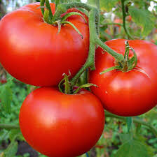 Kūdras substrāts Kultūraugu audzēšanai, 250 L