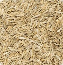 Zāliena sēkla "Sausais" 10 KG