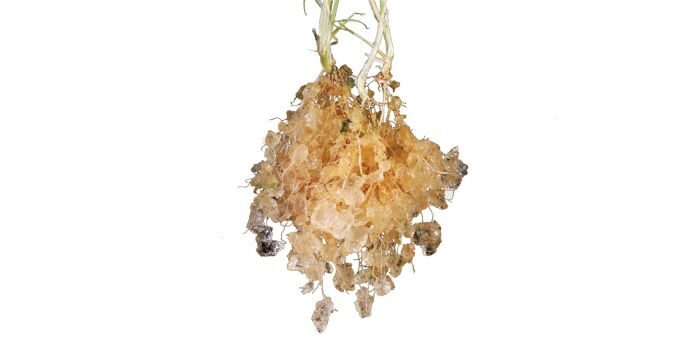 Hidrogels augsnes uzlabotājs Stockosorb 660 - 500g