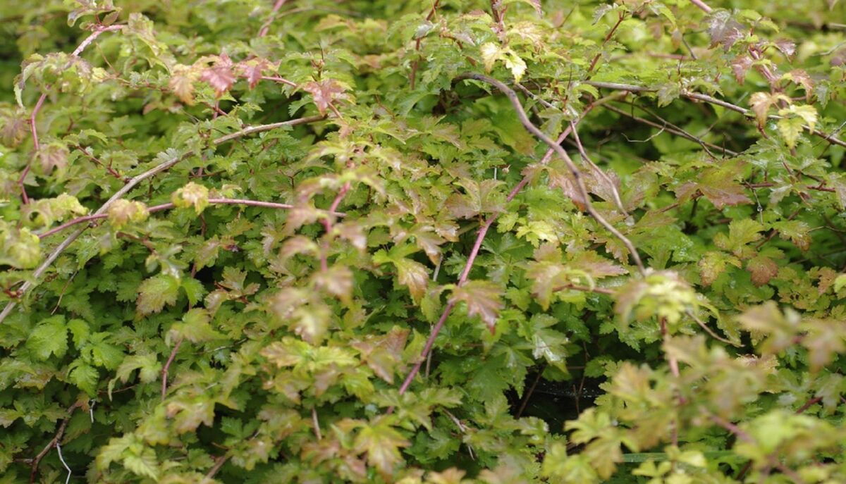 Tanakas stefanandra (Stephanandra tanakae)
