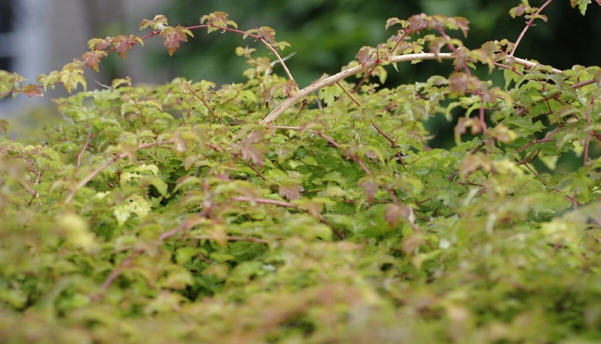 Tanakas stefanandra (Stephanandra tanakae)