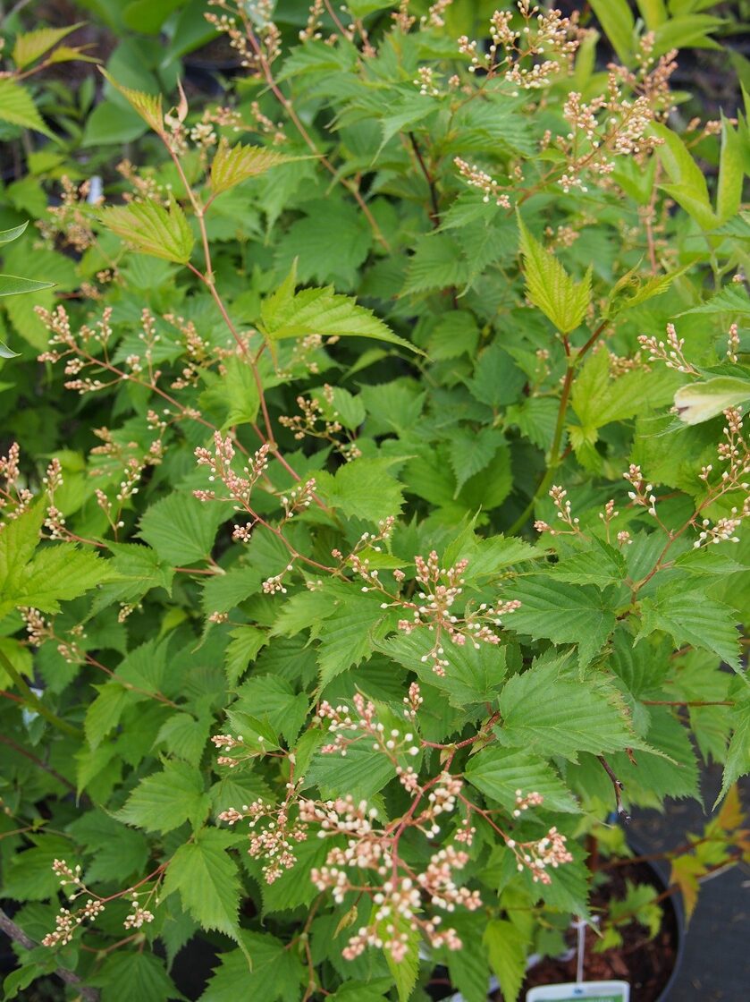 Tanakas stefanandra (Stephanandra tanakae)