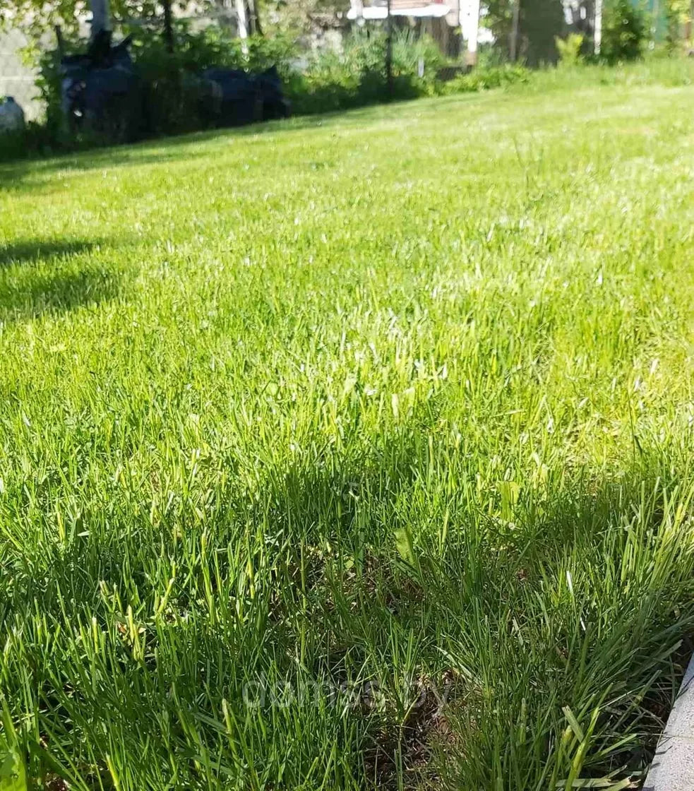 Zāliena sēkla "Universal" 10 KG