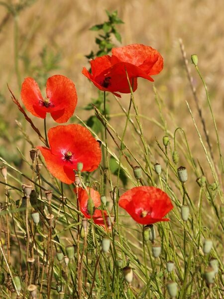 Zīda magone sēkla 5 Gr