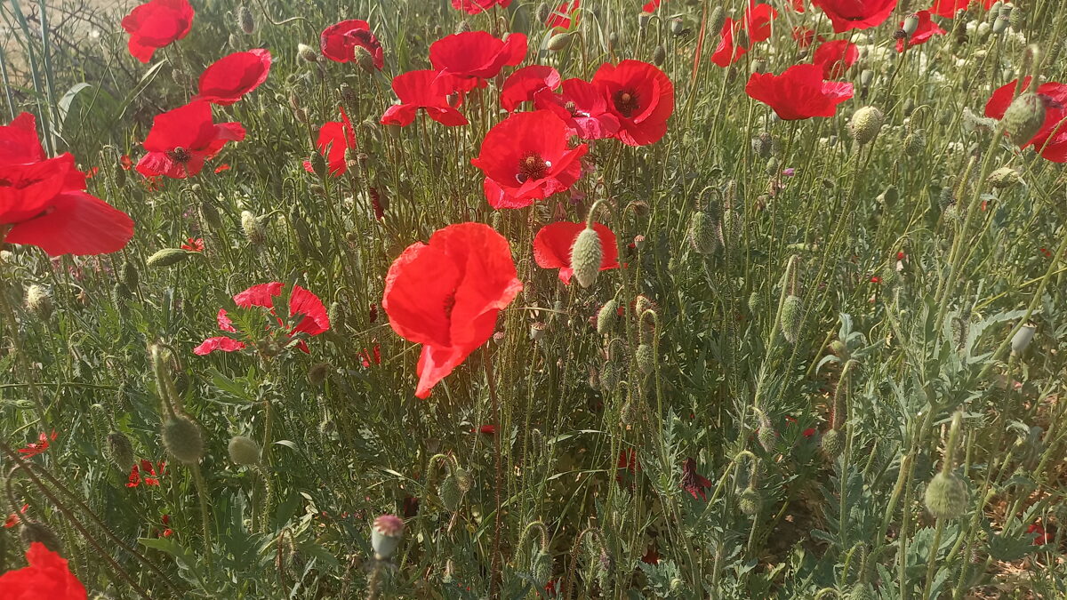 Zīda magone sēkla 5 Gr