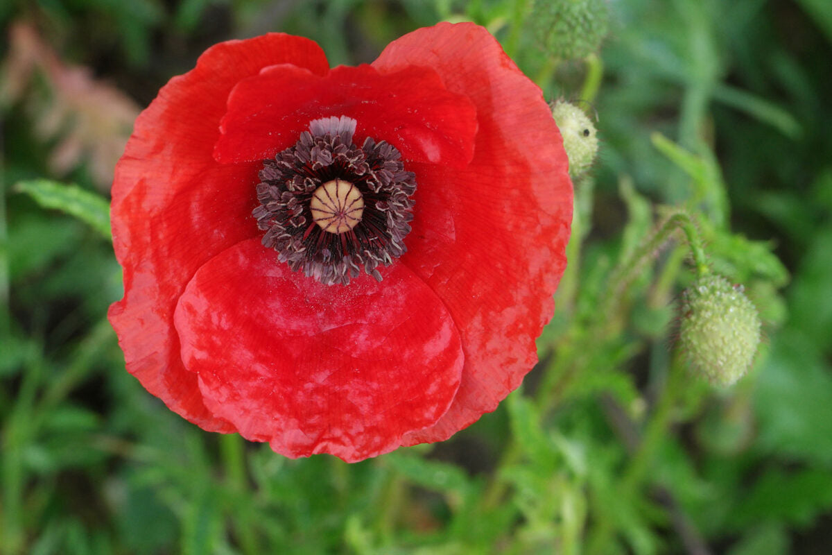 Zīda magone sēkla 5 Gr