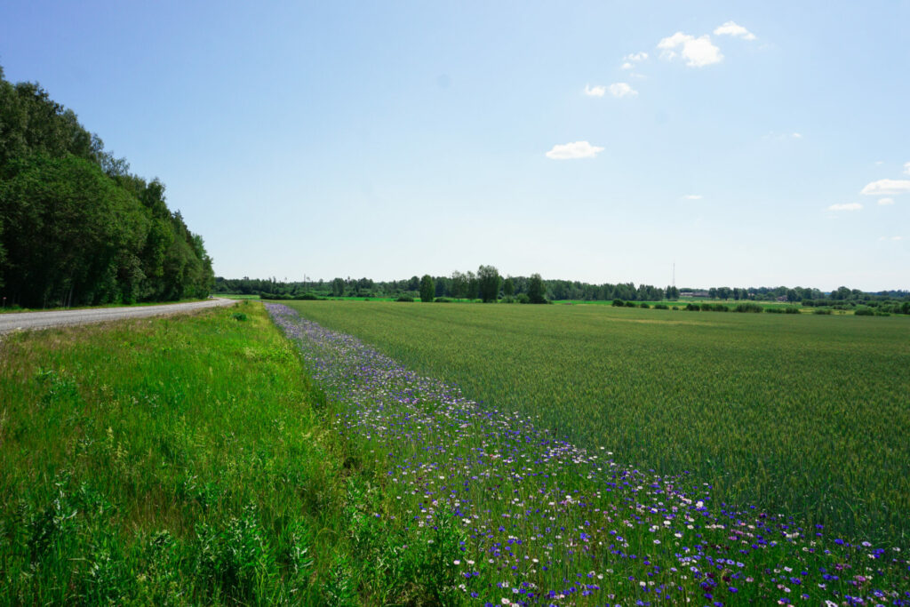 Puķu pļavas