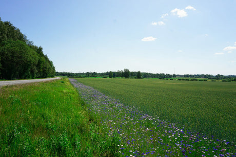 Puķu pļavas