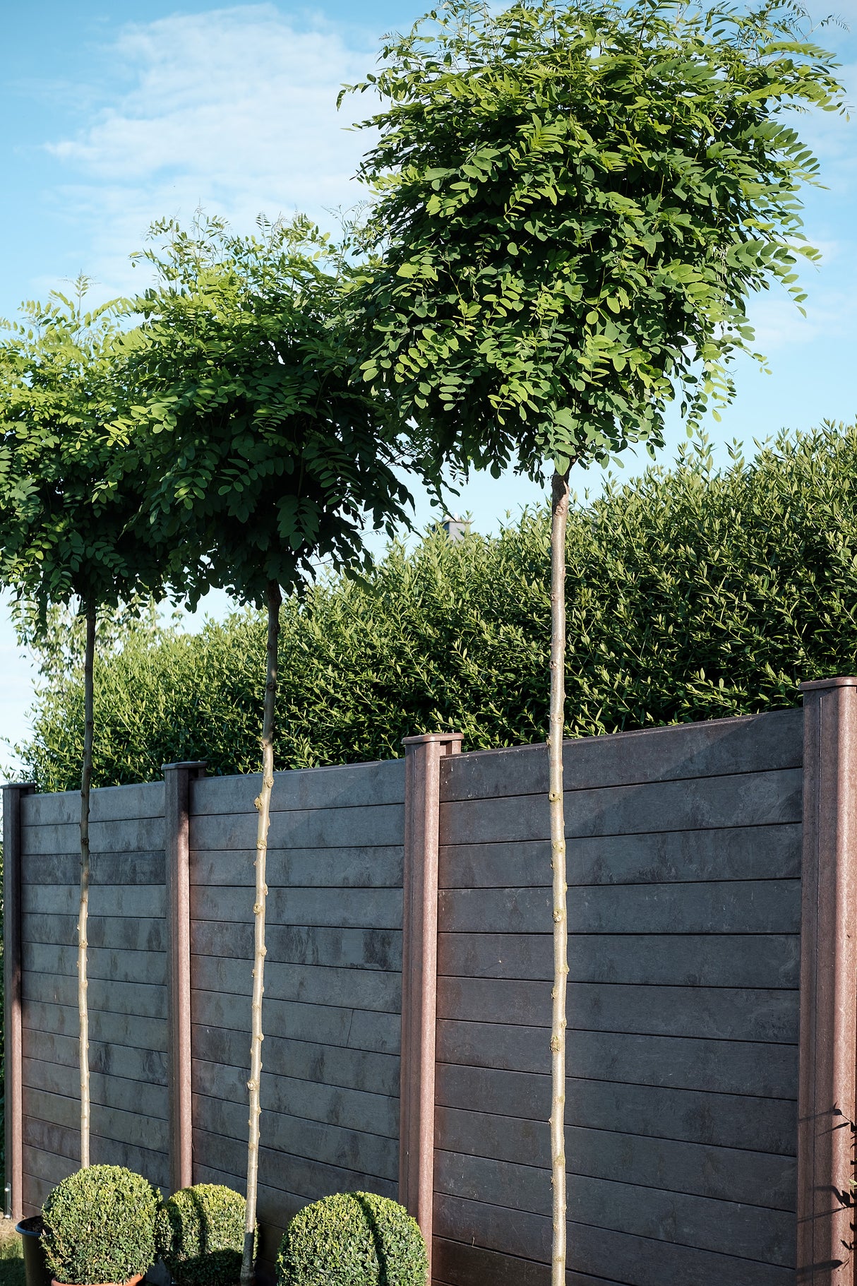 Privātuma žogs mono kompozīta plastmasa Hanit