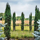Parastā īve (Taxus Baccata) 100x80