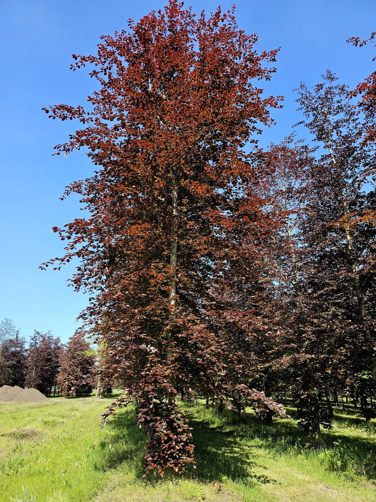 Dižskabārdis parastais (Fagus sylvatica 'Sämlinge') 60 x 100 x 200