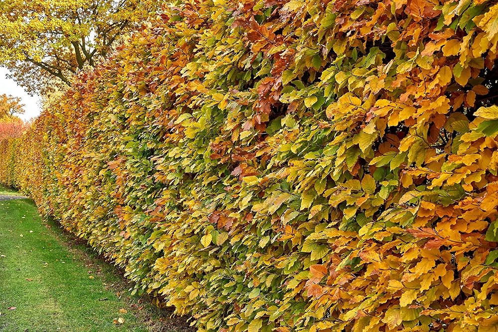 Dižskabārdis parastais (Fagus sylvatica) 100 x 150