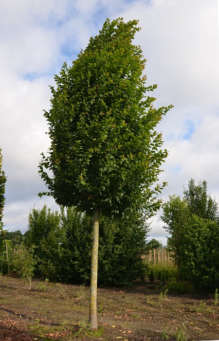 Parastais skabārdis (Carpinus Betulus) Špalera
